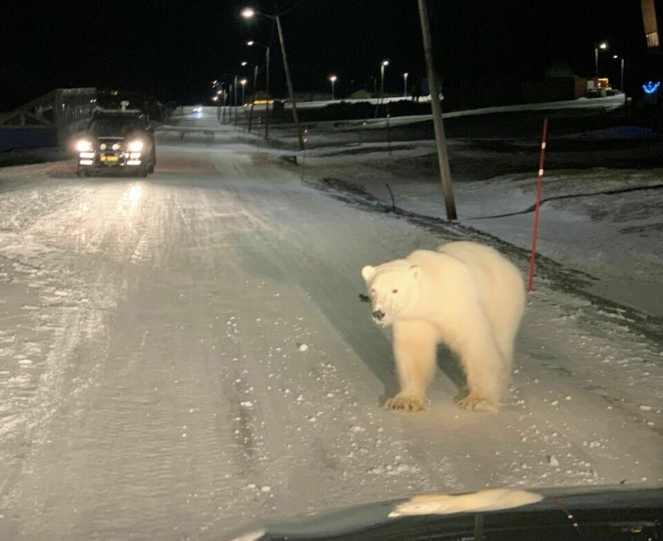 Isbjørnen som kom inn i sentrum av byen fredag og lørdag morgen er sist sett i Bjørndalen. Sysselmannen ber folk være ekstra oppmerksomme.
