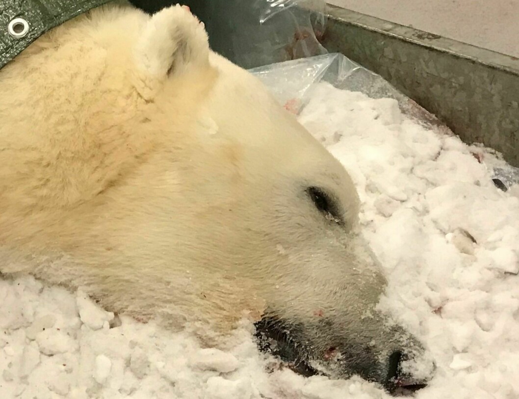 Isbjørnen som ble avlivet natt til første nyttårsdag var en syv år gammel hannbjørn.