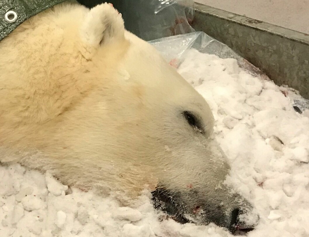 Isbjørnen som ble avlivet natt til første nyttårsdag var en syv år gammel hannbjørn. Isbjørnen som ble avlivet natt til første nyttårsdag var en syv år gammel hannbjørn.