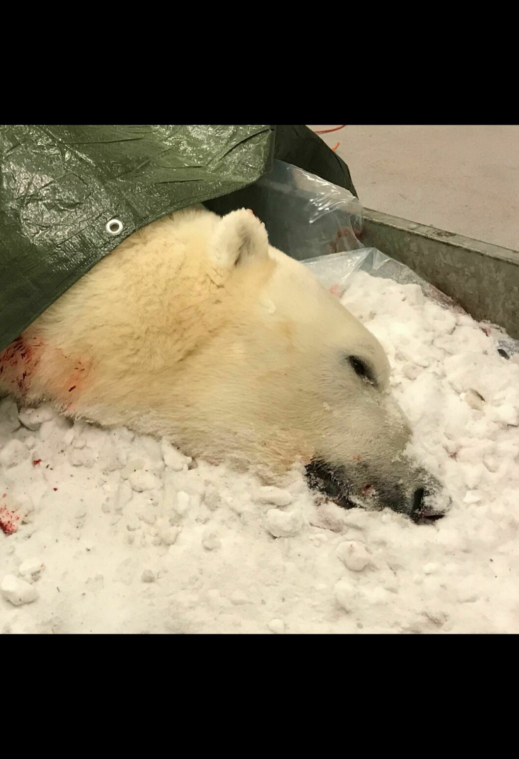 Isbjørnen som ble skutt var en syv år gammel hannbjørn.