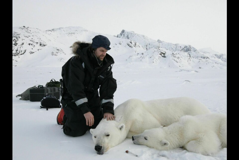 Jon Aars ved Norsk Polarinstitutt har mye erfaring med isbjørn. Han har sett over 100 isbjørner i løpet av sin karriere, og føler seg sikker på at de fire bybesøkene i Longyearbyen i romjulen ble gjort av bare en isbjørn. Bildet er fra tidligere feltarbeid og har ingenting med denne saken å gjøre.
