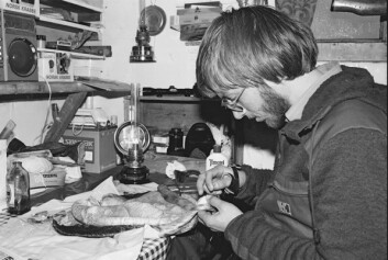 Det ble sydd flere plagg av selskinn. Her er Steinulf Smith-Meyer i gang med å synåla. Det ble sydd flere plagg av selskinn. Her er Steinulf Smith-Meyer i gang med å synåla.