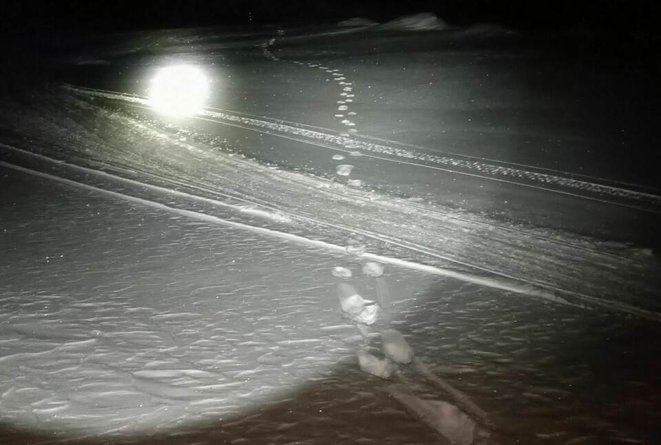 SPOR: Isbjørnen krysset både veien, skuterløypa i Bolterdalen og var borte ved hundegårdene til Green Dog onsdag ettermiddag. Foto: Martin Munck