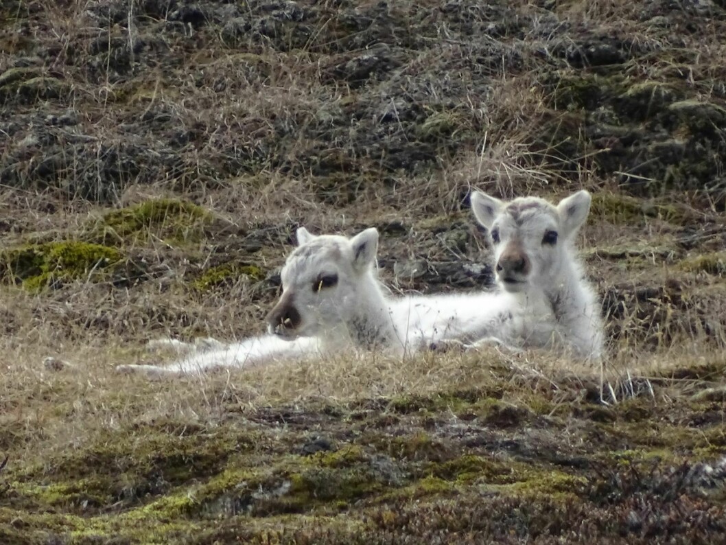 Under Norsk Polarinstitutts årlige telling av reinsdyr i Longyearbyen og de omkringliggende dalene fant de mange kalver og få kadaver. Det tyder på at reinsdyrene har hatt et godt år.