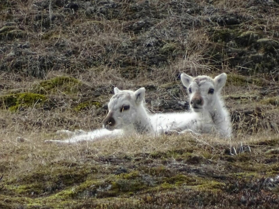 Under Norsk Polarinstitutts årlige telling av reinsdyr i Longyearbyen og de omkringliggende dalene fant de mange kalver og få kadaver. Det tyder på at reinsdyrene har hatt et godt år.