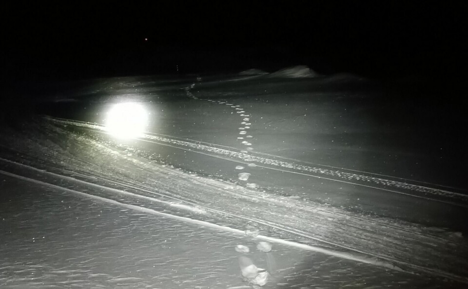 Det er sannsynligvis den samme isbjørnen som besøkte Bolterdalen på onsdag som ble påtruffet på Scott Turnerbreen torsdag. Det er sannsynligvis den samme isbjørnen som besøkte Bolterdalen på onsdag som ble påtruffet på Scott Turnerbreen torsdag.