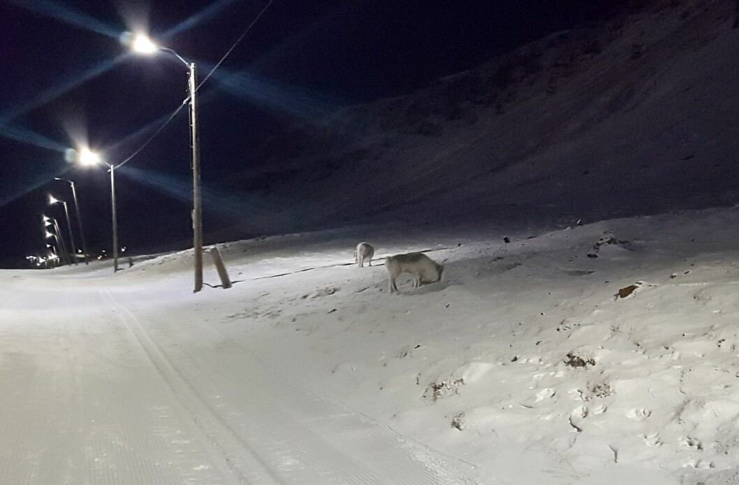 VILLE DYR: Reinsdyra har trukket inn i Longyearbyen den siste tiden, slik de ofte gjør på denne tiden av året. Sysselmannen minner om at alle som har hund bør passe godt på hundene sine når de er ute. VILLE DYR: Reinsdyra har trukket inn i Longyearbyen den siste tiden, slik de ofte gjør på denne tiden av året. Sysselmannen minner om at alle som har hund bør passe godt på hundene sine når de er ute.