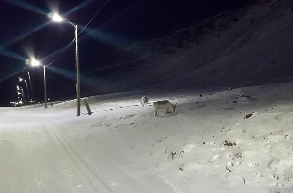VILLE DYR: Reinsdyra har trukket inn i Longyearbyen den siste tiden, slik de ofte gjør på denne tiden av året. Sysselmannen minner om at alle som har hund bør passe godt på hundene sine når de er ute.