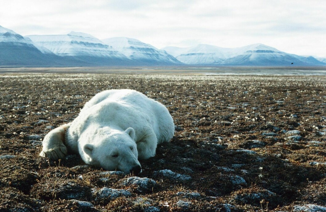 Da Hindrum jobbet som naturvernkonsulent hos Sysselmannen fra 1991 til 1994 var en av arbeidsoppgavene å bedøve isbjørn. Denne ble bedøvet i Pyramiden, og flyttet til Sassendalen.