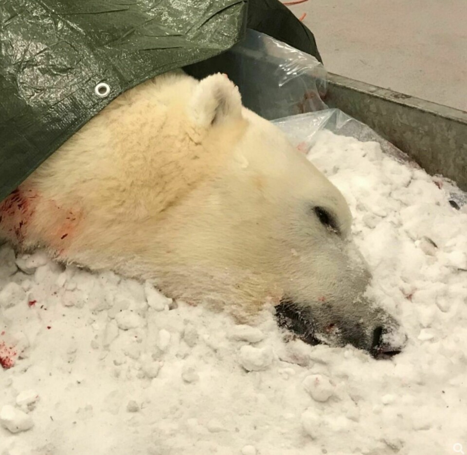 Isbjørnen ble skutt natt til 1. nyttårsdag.