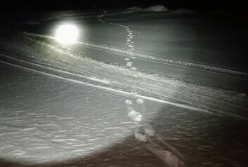 SPOR: Bjørnesporet der den har krysset skuterløypa inn i Bolterdalen. <br/>Foto: Martin H. Munck / Green Dog SPOR: Bjørnesporet der den har krysset skuterløypa inn i Bolterdalen. <br/>Foto: Martin H. Munck / Green Dog