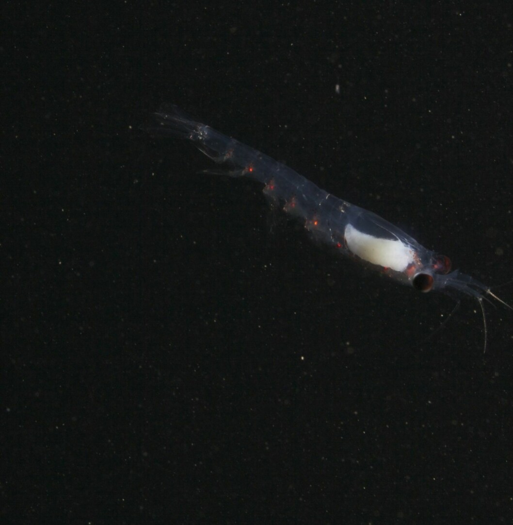 Vandrer: Krill er en av organismene som gjennomfører lange døgnvandringer og som trolig lar seg påvirke av lys. Vandrer: Krill er en av organismene som gjennomfører lange døgnvandringer og som trolig lar seg påvirke av lys.
