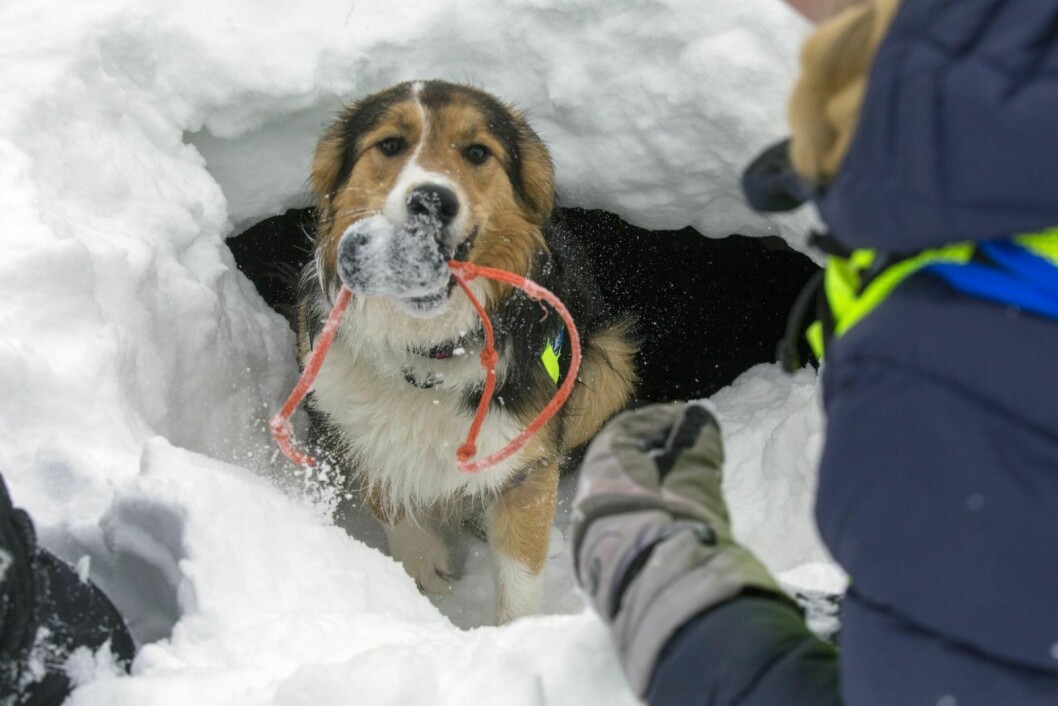 Border collien Snapp har snust seg fram til mennesket under snøen, og fått sin belønning i form av masse ros og et kjent og kjært leketøy. Å finne et menneske under snøen skal være det artigste hunden gjør når man trener.