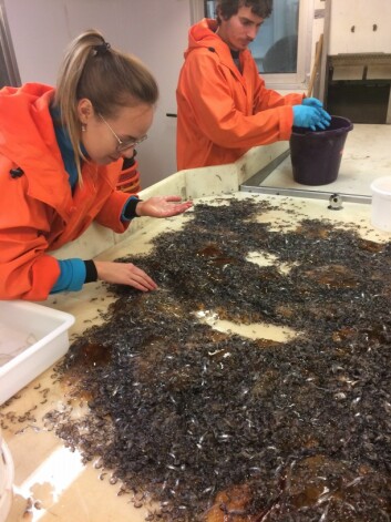 Store, svarte tanglopper som kan bli opp til 4 cm lange ble fanget i tusenvis i Rijpfjorden, Nordaustlandet, i august 2018 på UNIS tokt med Helmer Hansen. En arktisk art som har samme rolle i polhavet som krillen har i Antarktis. I den varme Isfjorden får vi bortimot ingen av disse tangloppene men hovedsakelig krill og en annen mye mindre tangloppe som liker varmere, Atlantisk vann. Store, svarte tanglopper som kan bli opp til 4 cm lange ble fanget i tusenvis i Rijpfjorden, Nordaustlandet, i august 2018 på UNIS tokt med Helmer Hansen. En arktisk art som har samme rolle i polhavet som krillen har i Antarktis. I den varme Isfjorden får vi bortimot ingen av disse tangloppene men hovedsakelig krill og en annen mye mindre tangloppe som liker varmere, Atlantisk vann.
