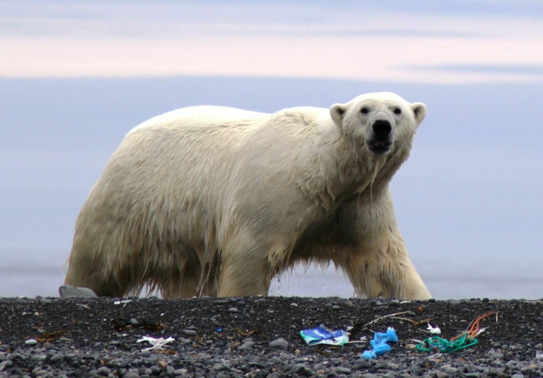 AECO ønsker å øke innsatsen for å sikre rene strender i Arktis. De siste ukene har bransjeorganisasjonen for ekspedisjonscruise fått 634.000 kroner i støtte fra Miljødirektoratet og 1,8 millioner fra Svalbards miljøvernfond.