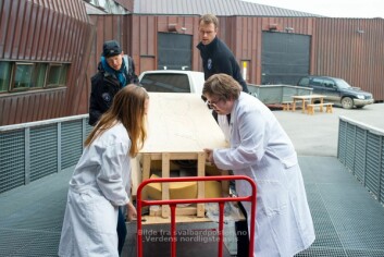 Seniorrådgiver hos Sysselmannen, Paul Lutnæs (bak t.v.) og sysselmannsbetjent Krister Sæther hjalp Marlene Mellum og Erlend Jensen Sandvoll ved Svalbard museum med å få de to hvalfangerne inn på kjølerom i fjor sommer, da tre graver ble hentet på Likneset. Årets utgraving er en fortsettelse av dette prosjektet. Seniorrådgiver hos Sysselmannen, Paul Lutnæs (bak t.v.) og sysselmannsbetjent Krister Sæther hjalp Marlene Mellum og Erlend Jensen Sandvoll ved Svalbard museum med å få de to hvalfangerne inn på kjølerom i fjor sommer, da tre graver ble hentet på Likneset. Årets utgraving er en fortsettelse av dette prosjektet.