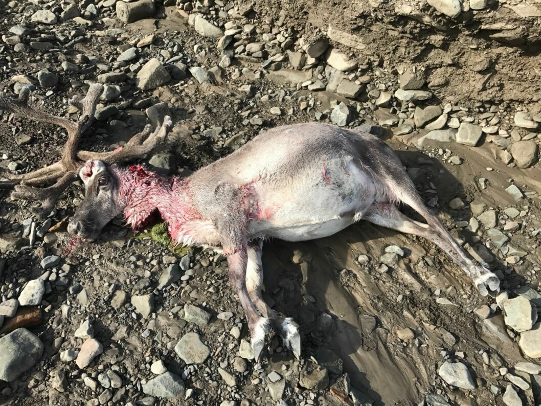 Slik så reinsdyret ut etter å ha blitt angrepet av en hund søndag morgen. Slik så reinsdyret ut etter å ha blitt angrepet av en hund søndag morgen.