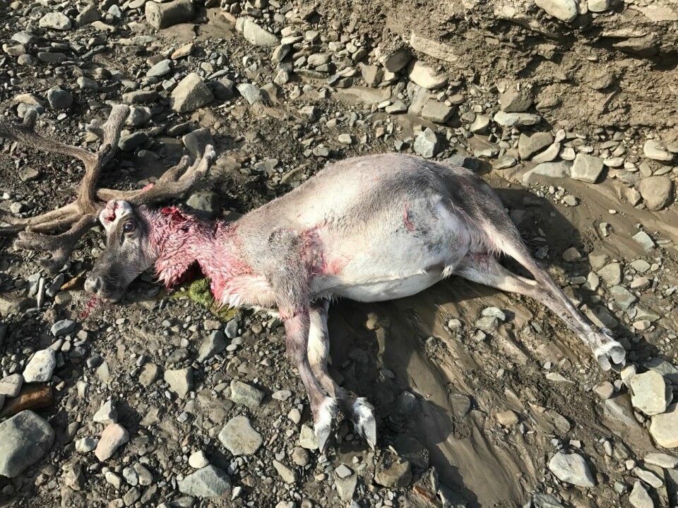 Slik så reinsdyret ut etter å ha blitt angrepet av en hund søndag morgen. Slik så reinsdyret ut etter å ha blitt angrepet av en hund søndag morgen.