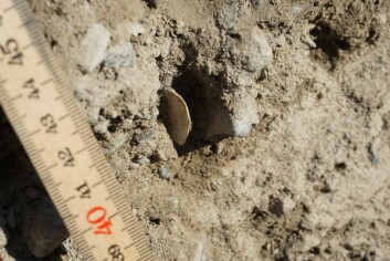 Inne i landformene fant vi en del skjellfragmenter. Disse ble aldersdatert med karbonfjortenmetoden da vi kom hjem igjen og viste seg å være rundt 10.000 år gamle.