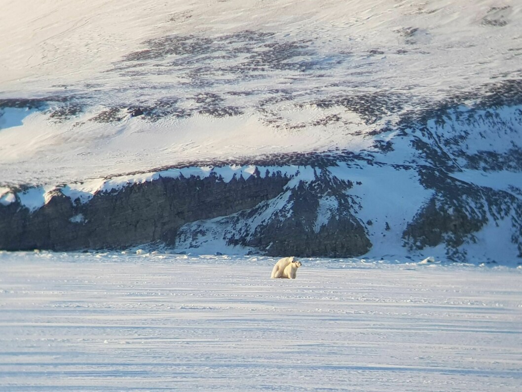 Dette isbjørnparet oppholdt seg på isen i Adolfbukta i fjor vår. Politiet fikk inn flere meldinger om turfolk som hadde gått for nært og forstyrret paringen.  Bildet er tatt med en kraftig telelinse, på flere hundre meters avstand