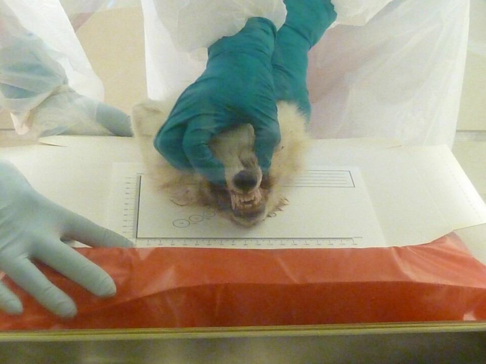 Her blir reven som ble påvist rabies undersøkt av Veterinærinstuttet.