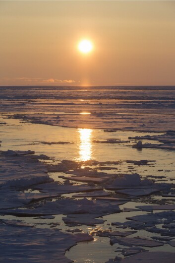 Sol over havisen der vi i polarnatten tre måneder tidligere satt ut en glider i åpent vann. Her er isen såpass oppsprukket at det var full våroppblomstring nede i havet, til tross for lave temperaturer både i luft og i hav.