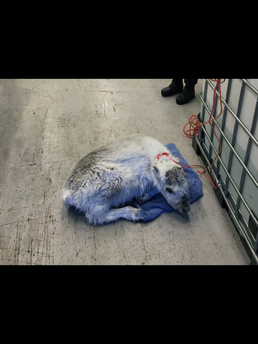 Reinkalven fikk tørket seg litt før betjentene fra Sysselmannen slapp den fri i området ved Frølageret. Reinkalven fikk tørket seg litt før betjentene fra Sysselmannen slapp den fri i området ved Frølageret.