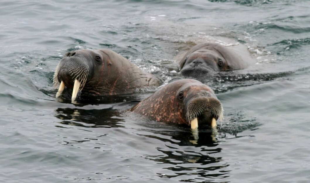 Mer Hvalross: Etter å ha vært nesten utryddet øker nå antallet hvalross på Svalbard sterkt. Myndighetene slår fast at fredning av dyret og viktige liggeplasser har nyttet.