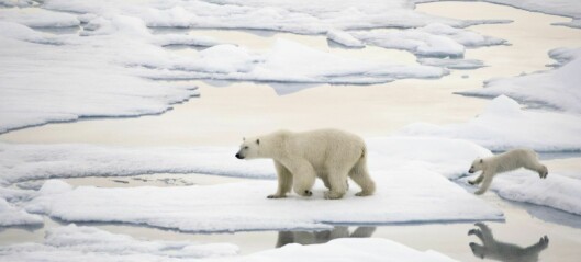 Lavere nivåer av miljøgifter i Barentshavet enn lengre sør