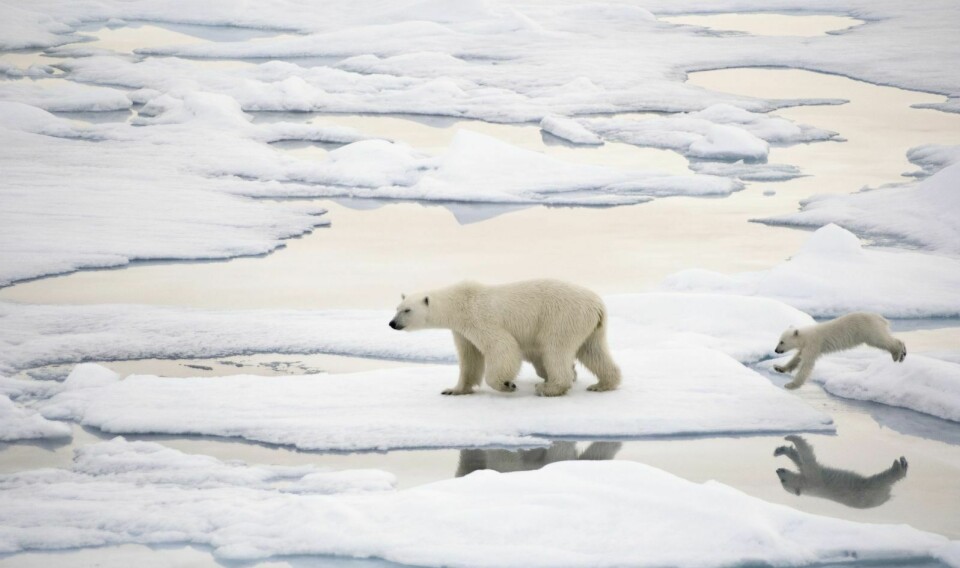 MER MILJØGIFTER I DE SMÅ: Når isbjørnungene forlater hiet kan de ha over to ganger høyere nivåer av miljøgifter i kroppen enn mora.