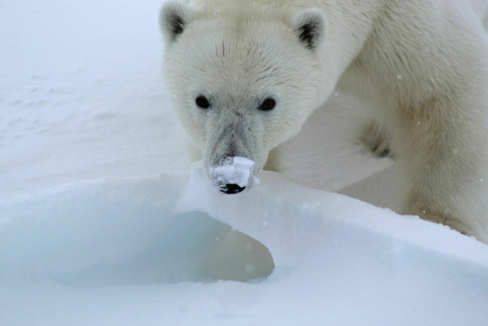VENTER: Isbjørn jakter på sel.