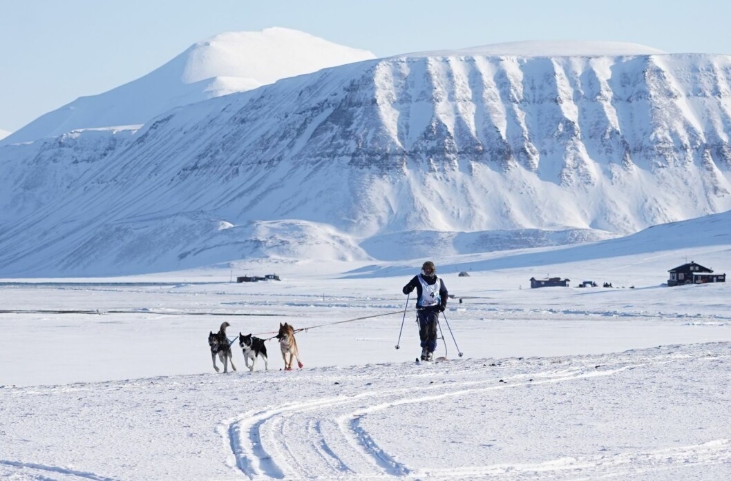 Målgang: Kaiser, Brøgger og Tundra i godt driv inn til mål på Kapp Laila. Willy Martinsen i bra driv. Målgang: Kaiser, Brøgger og Tundra i godt driv inn til mål på Kapp Laila. Willy Martinsen i bra driv.