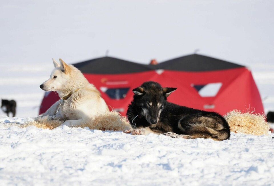 En hvil: To av 107 hunder hviler ut på Kapp Laila.