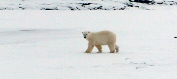 Etterforsker forstyrrelse av isbjørn