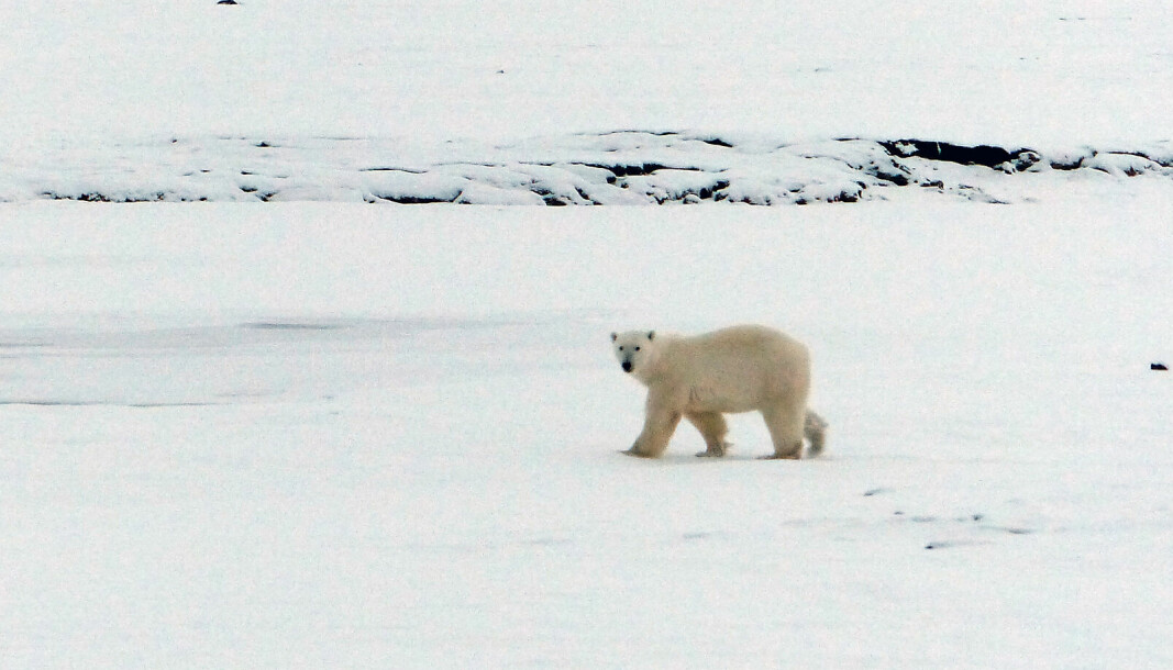 Etterforsker: Etter svalbardmiljølovens er det forbudt å lokke til seg, forfølge eller ved annen aktiv handling oppsøke isbjørn. Nå skal en sak etterforskes av Sysselmesteren.