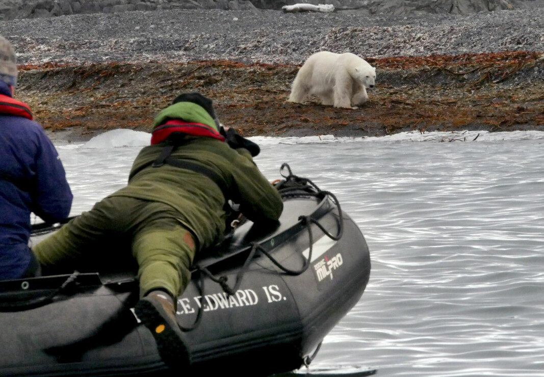 På nært hold: Mange vil nært isbjørnen for å fotografere. Dette bør det bli slutt på.