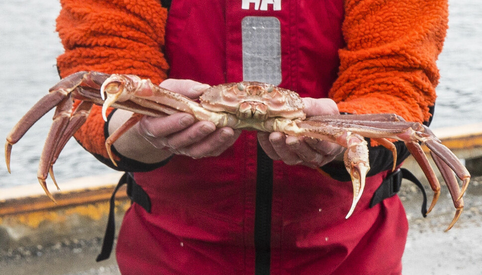 Snøkrabbe er ettertraktet. Denne uken fikk Norge medhold i Borgarting lagmannsrett om i at Svalbardtraktatens geografiske rekkevidde gir Norge tillatelse til å straffe ulovlige krabbefiskere.