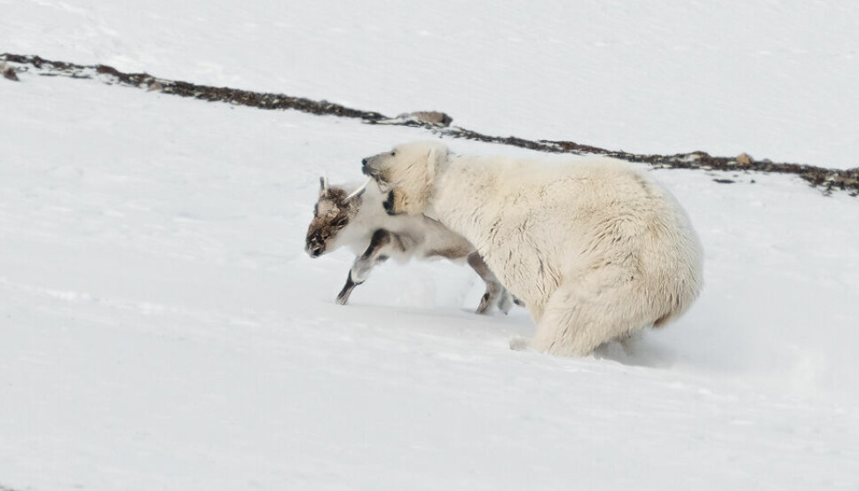 Isbjørn mot reinsdyr: Dette vellykkede angrepet på et reinsdyr i vår ble dokumentert med bilder av Stian Klo. Her ser man isbjørnbinna N23992, også kalt «Misha» og «Frost», sekunder før hun legger ned byttedyret.