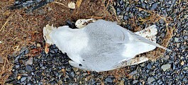 Fugleinfluensa på Svalbard