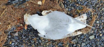 Fugleinfluensa på Svalbard