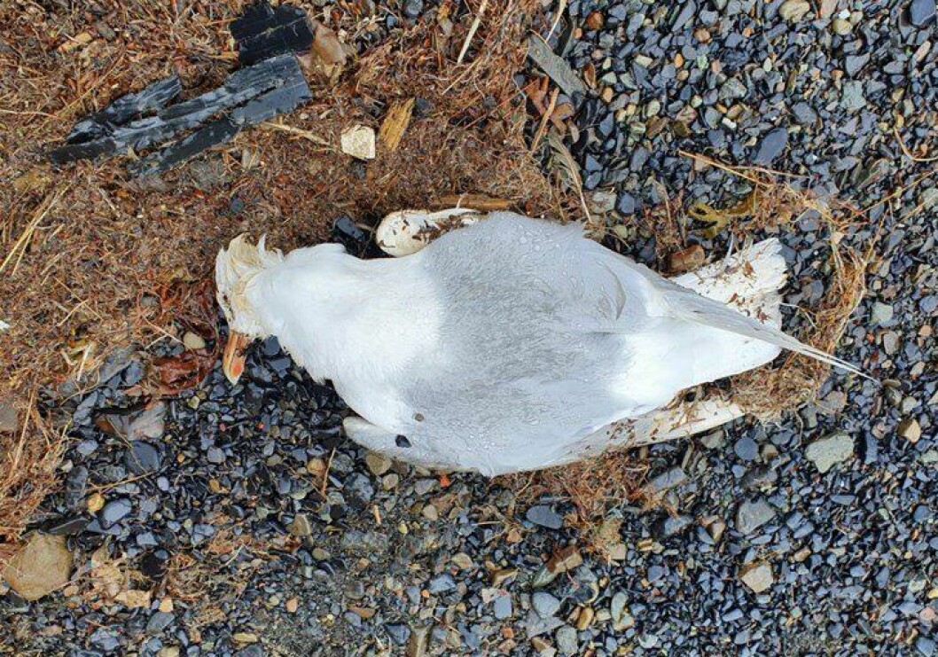 Dette er polarmåka som ble påvist fugleinfluensa.