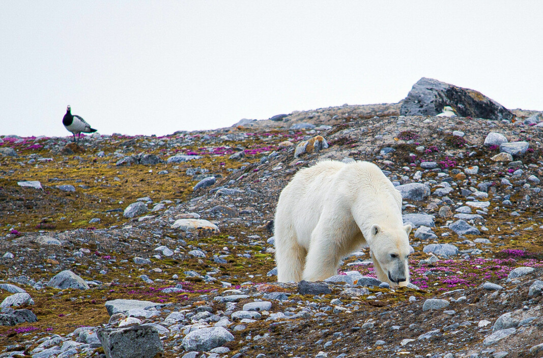 Glad i egg: Isbjørner har flere ganger blitt observert på eggjakt i Kongsfjorden.