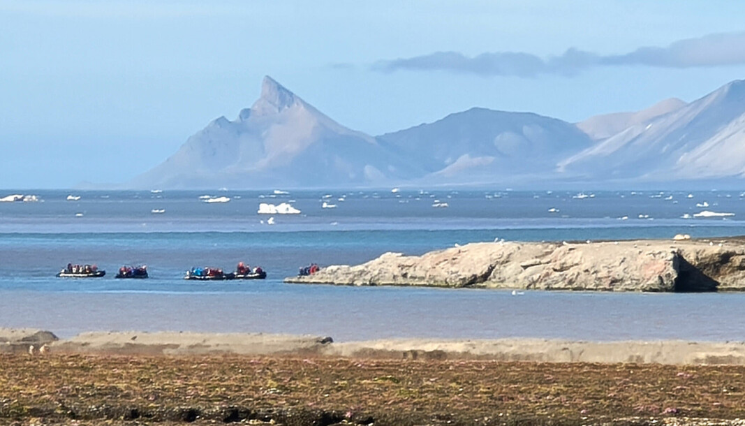 På bildet her kan man se minst fem zodiac-båter inne i fuglereservatet i Kongsfjorden. Til høyre i bildet, oppå Mietheholmen, ligger isbjørnbinnen med ungen og sover.