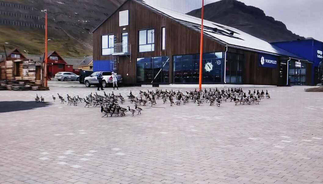 Flokken med hvitkinngjess lagde mye leven i gågata i Longyearbyen.
