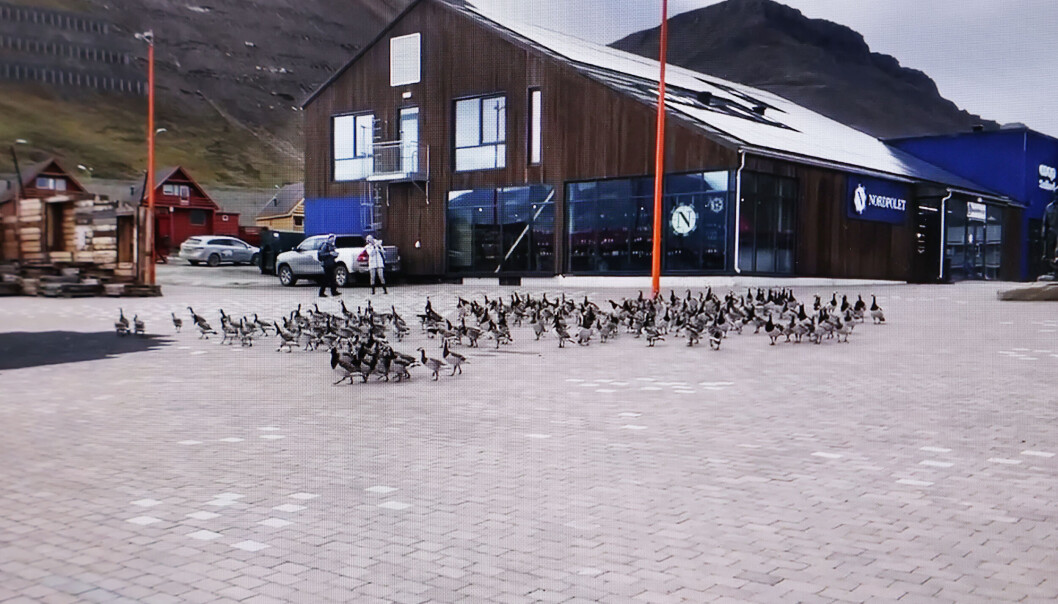 Flokken med hvitkinngjess lagde mye leven i gågata i Longyearbyen. Flokken med hvitkinngjess lagde mye leven i gågata i Longyearbyen.