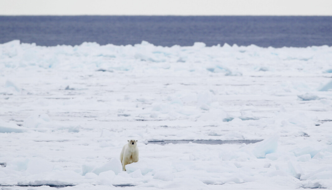 En isbjørn går over isen ved Phippsøya, en av Sjuøyane nord for Nordaustlandet på Svalbard.