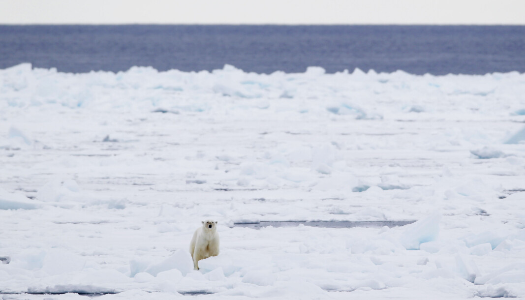 En isbjørn går over isen ved Phippsøya, en av Sjuøyane nord for Nordaustlandet på Svalbard. En isbjørn går over isen ved Phippsøya, en av Sjuøyane nord for Nordaustlandet på Svalbard.