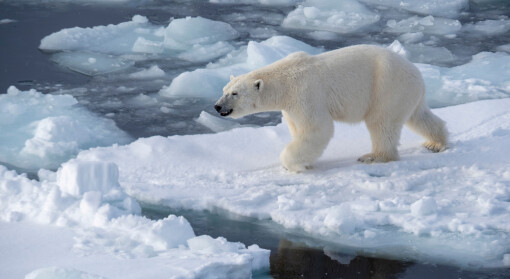 – Isbjørnen bruker mer tid på land, da blir det flere konfrontasjoner