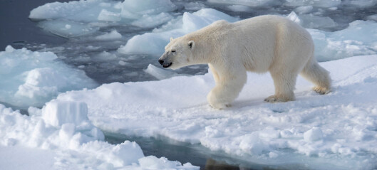– Isbjørnen bruker mer tid på land, da blir det flere konfrontasjoner