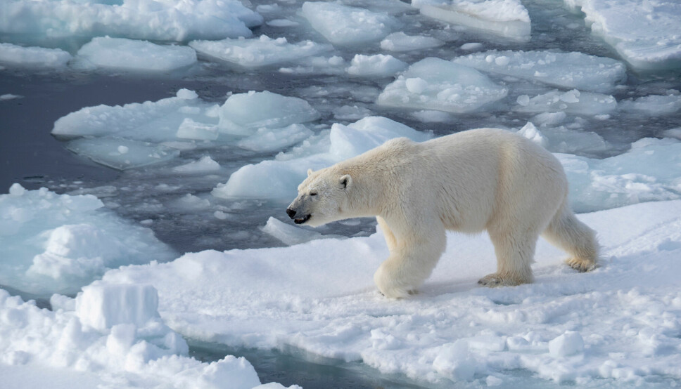 Isbjørn på vandring i havisen.